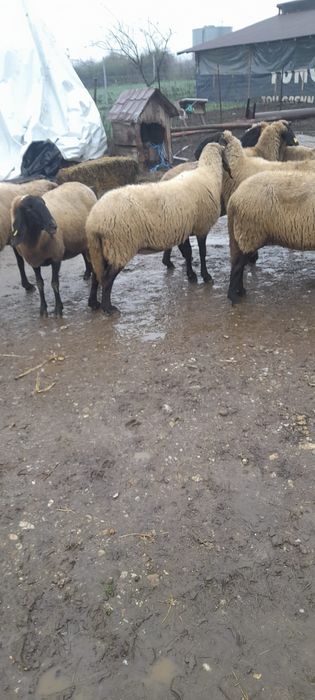 Vând 10 oi gestante