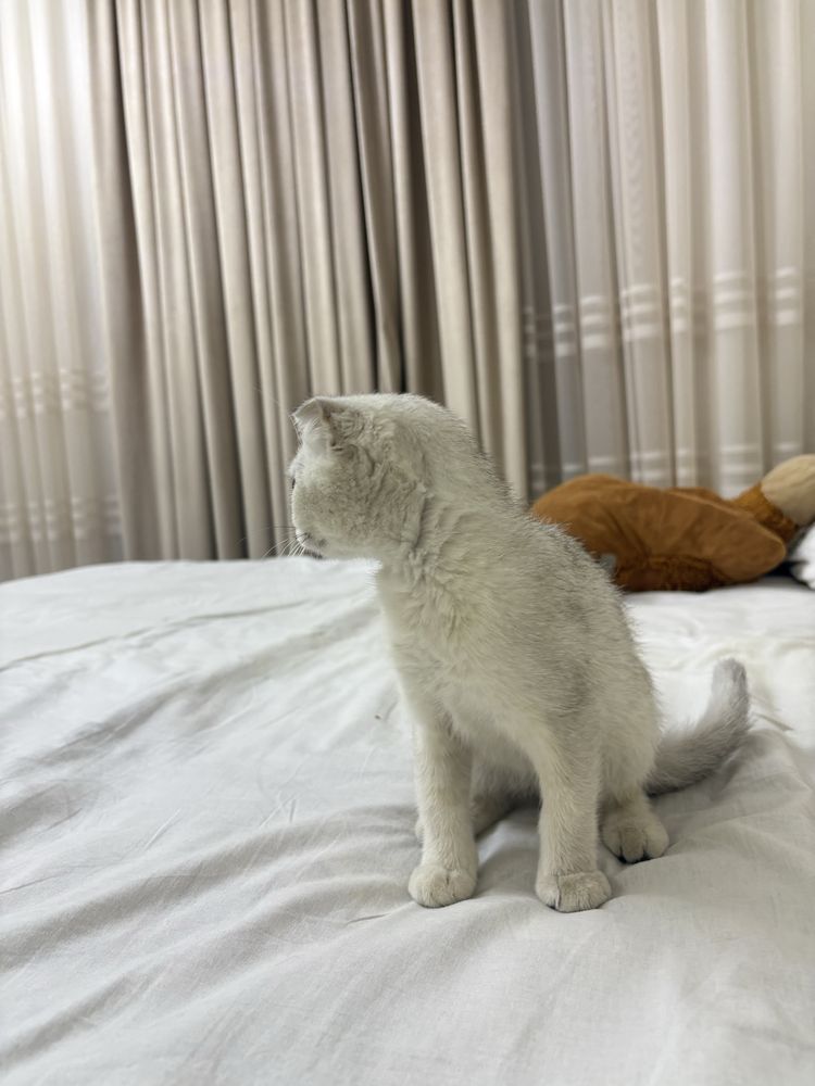 Scottish fold mushuk sotiladi