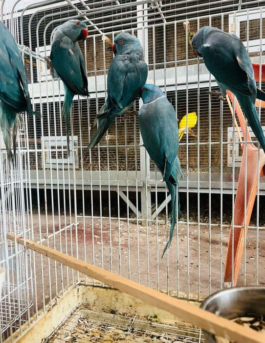 Зоомагазин Золотая рыбка продаёт голубые  ожереловые попугаи по акции
