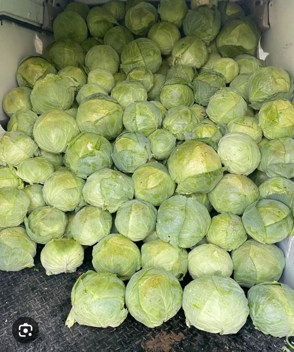 Varză de buzău varza bună de pus la murat