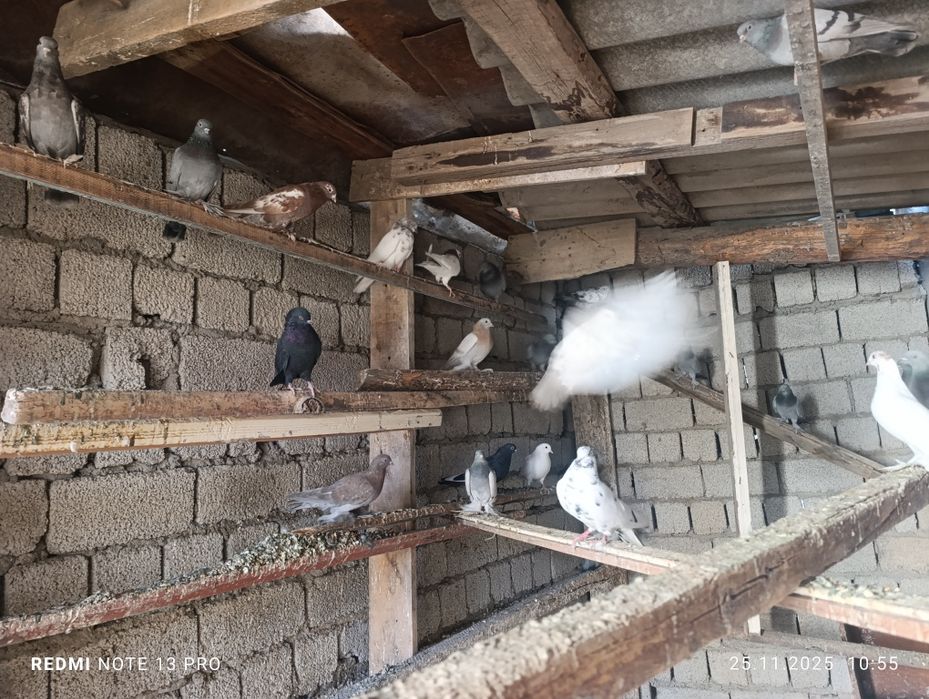 Кабутарлар сотилади