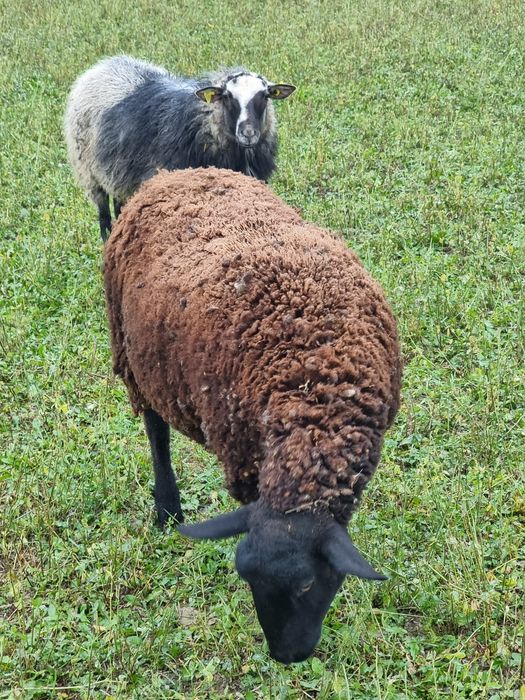 Vând mioara gestantă