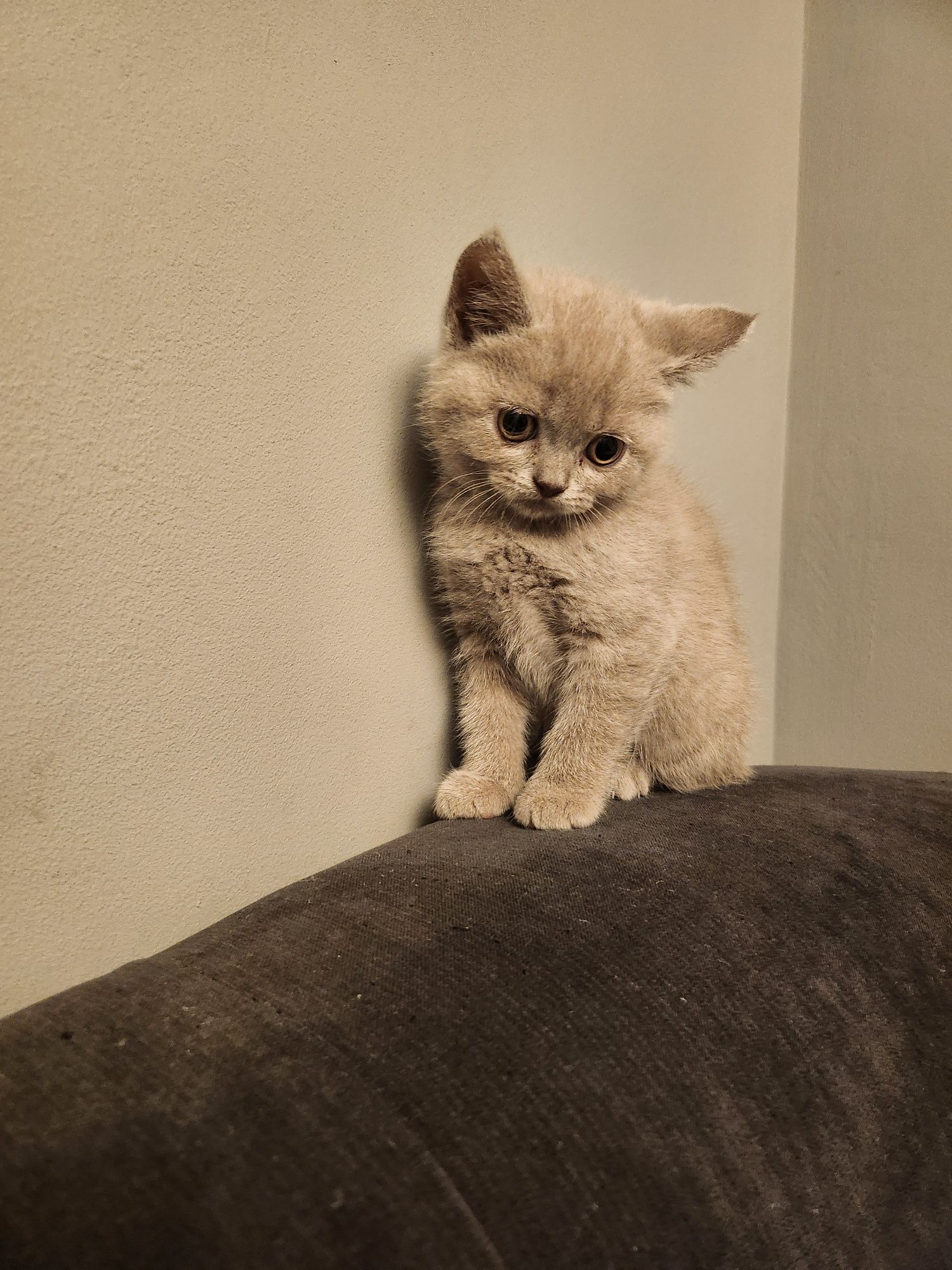 Pui British Shorthair