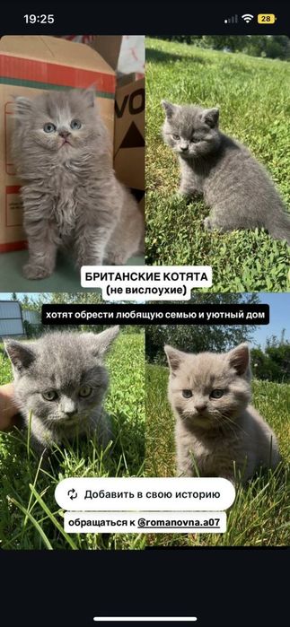 Котята британские