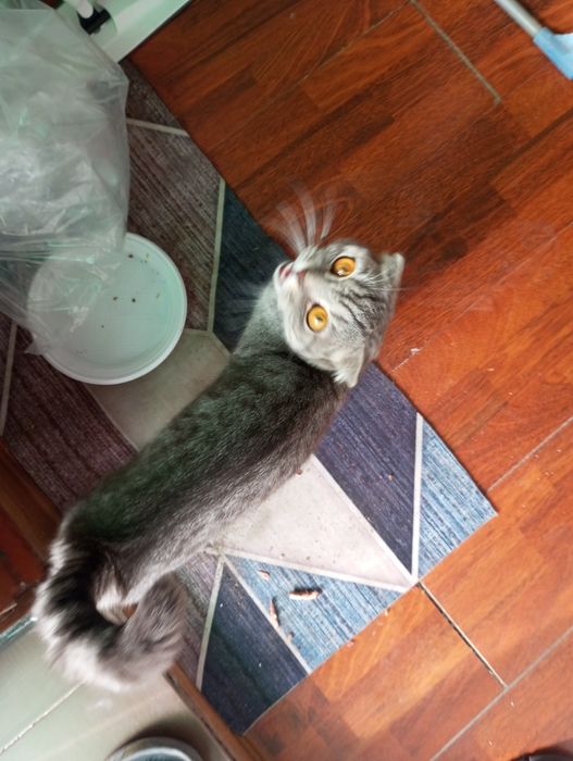 Вислоухая кошка отдам