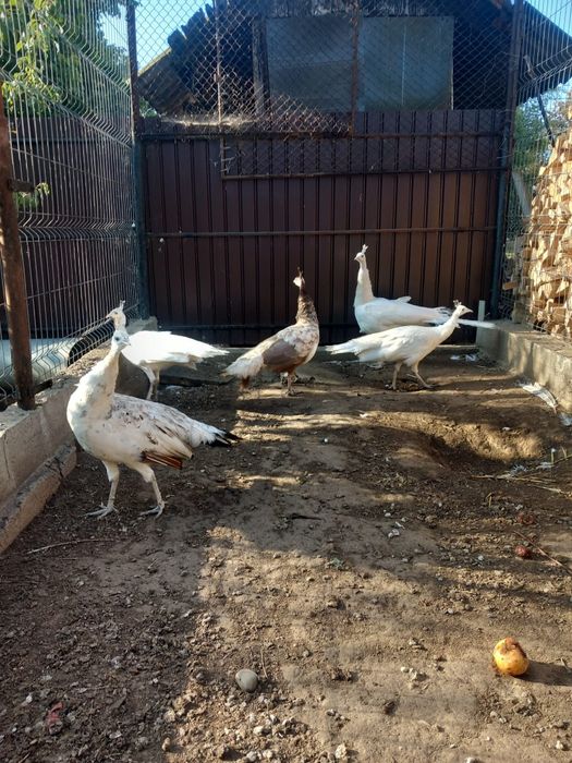 Crescator ,vând pauni din varietate urmatoare