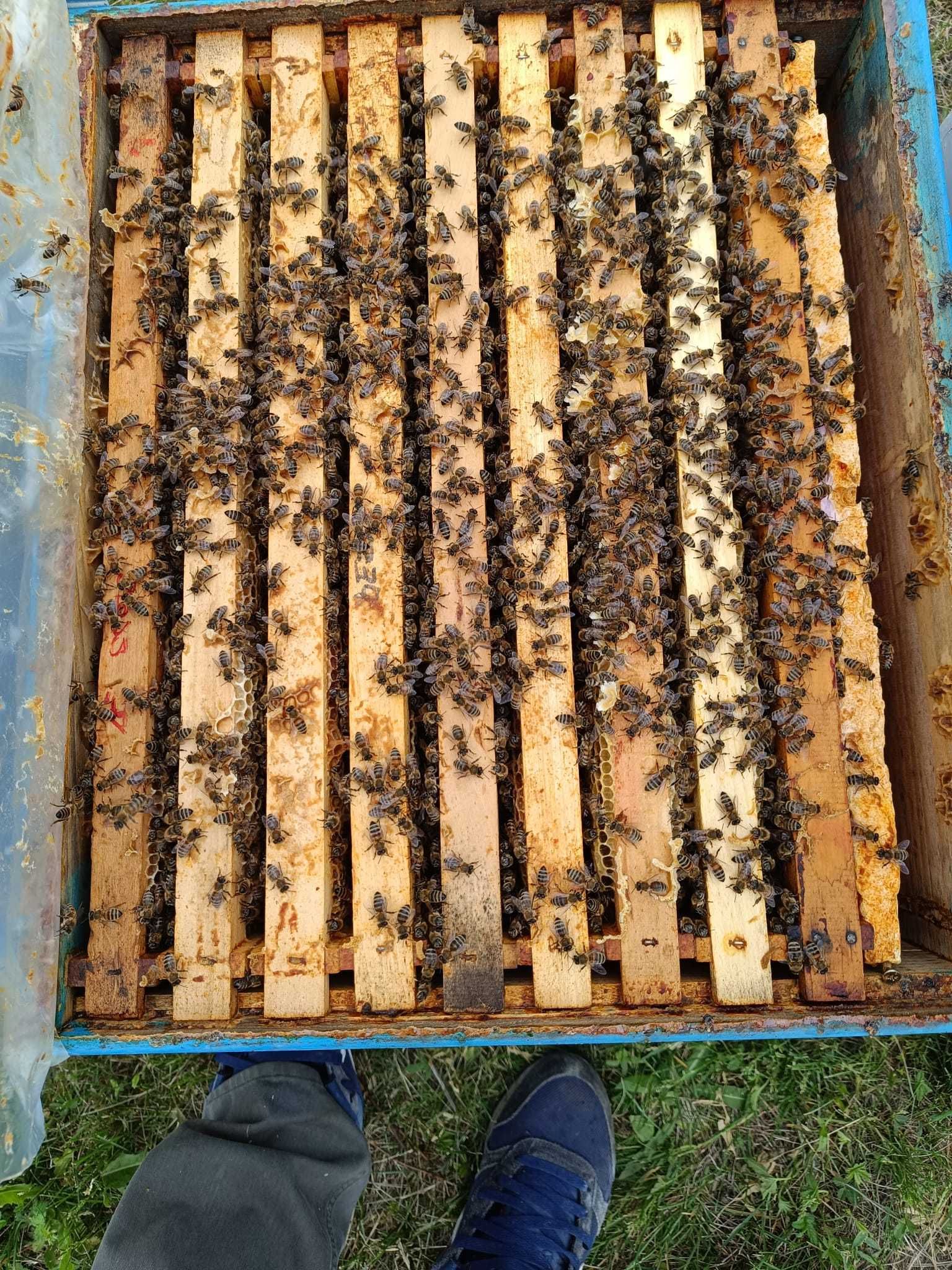Vând 35 stupi cu albine la alegere pe 9-10 rame+magazii complete