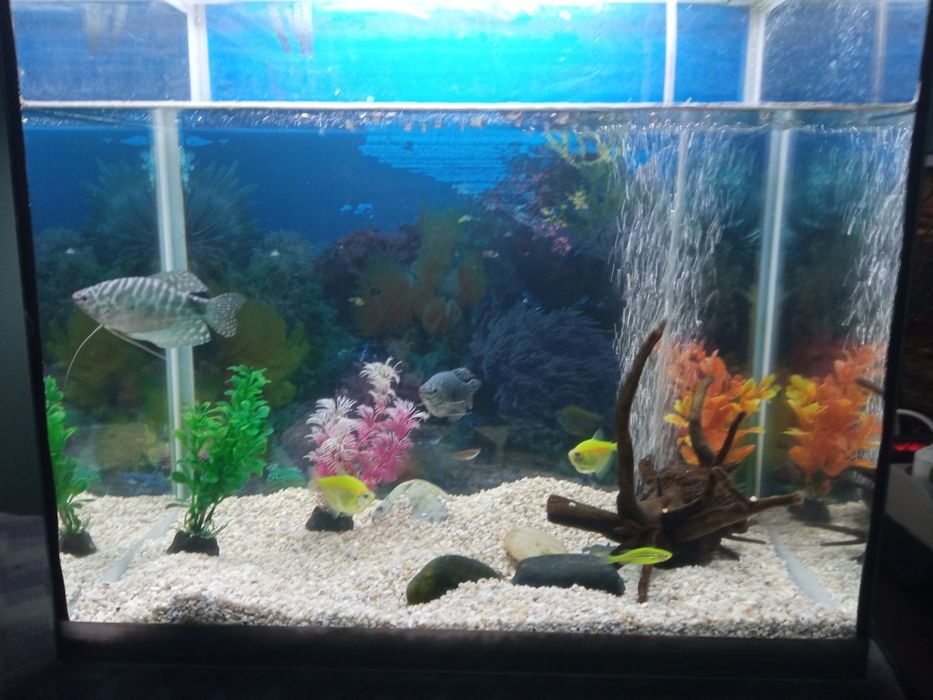 Аквариум можно обменять на телефон