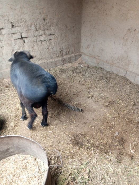 Olgan odam baraka topadi