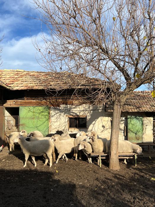 Продавам овце и кочове