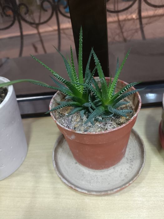 Продам цветы комнатные любой 25000 сум