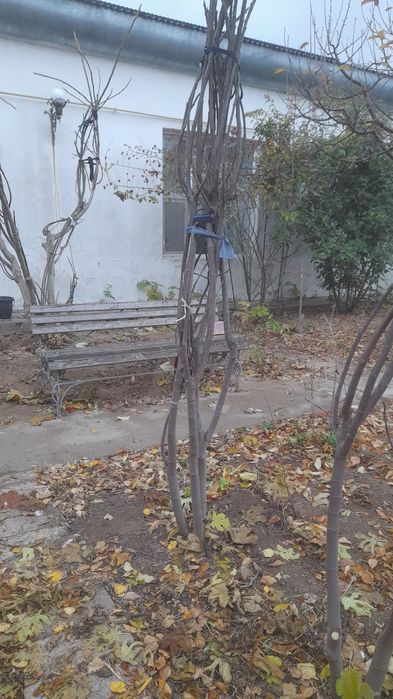 Інжір ағашы сатылады. Продается дерево инжира