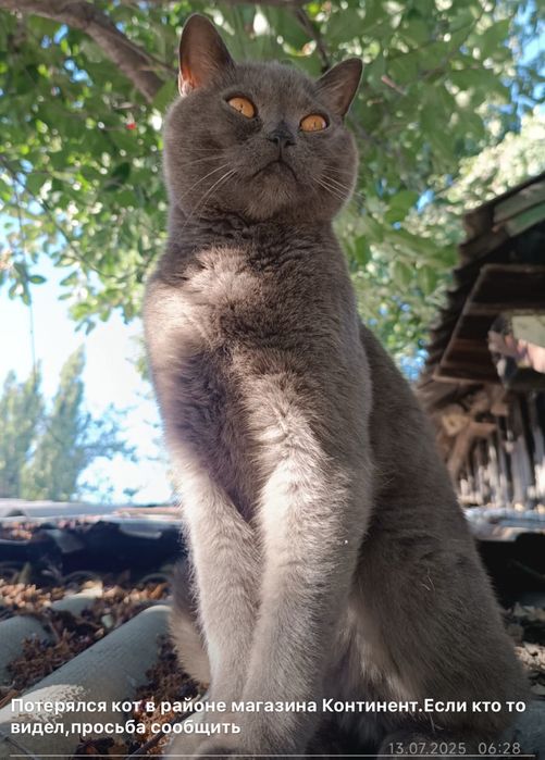 Потерялся  кот!