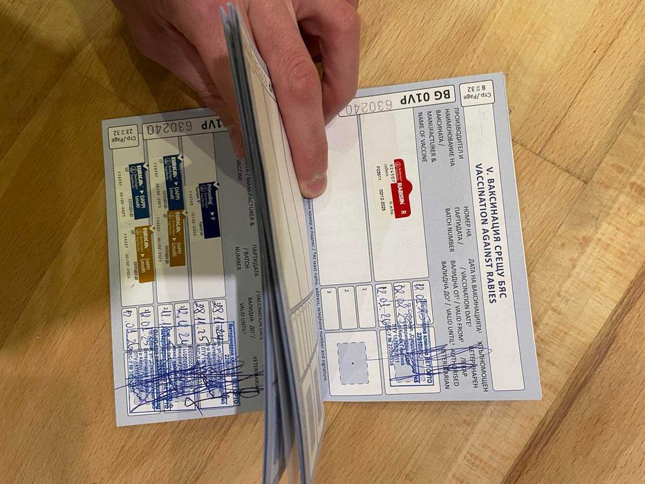 Куче Чейс си търси дом