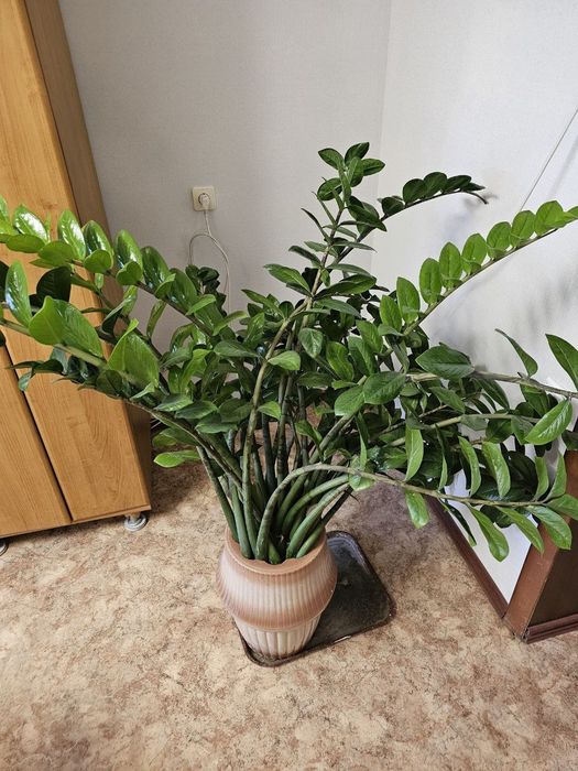 Продам замиокулькас (долларовое дерево)