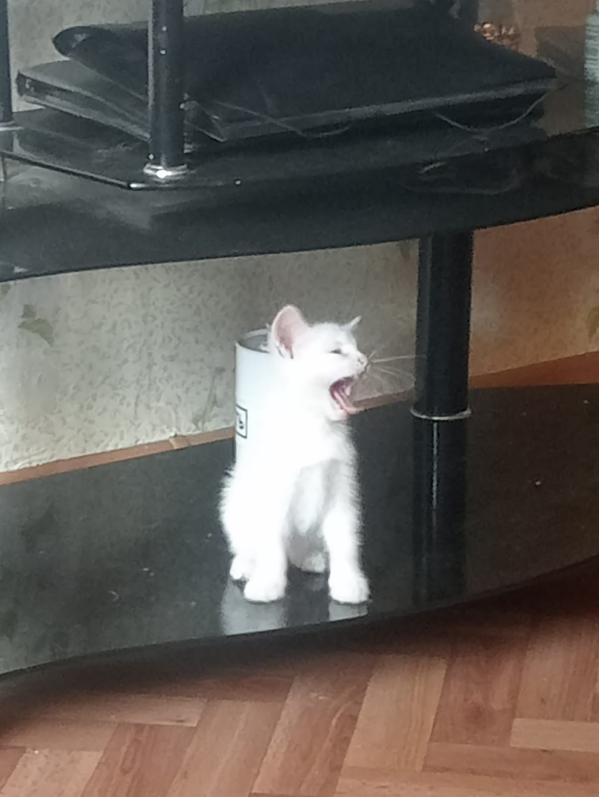 Котята бесплатно