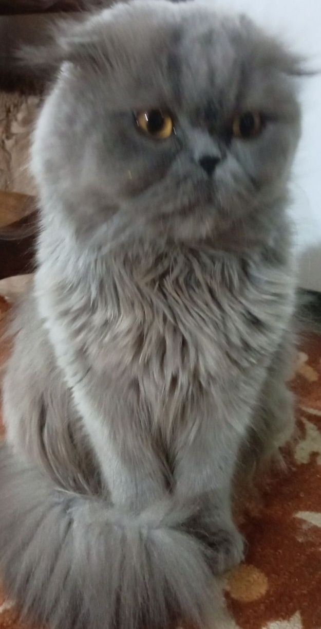 Котята Хайленд Фолд