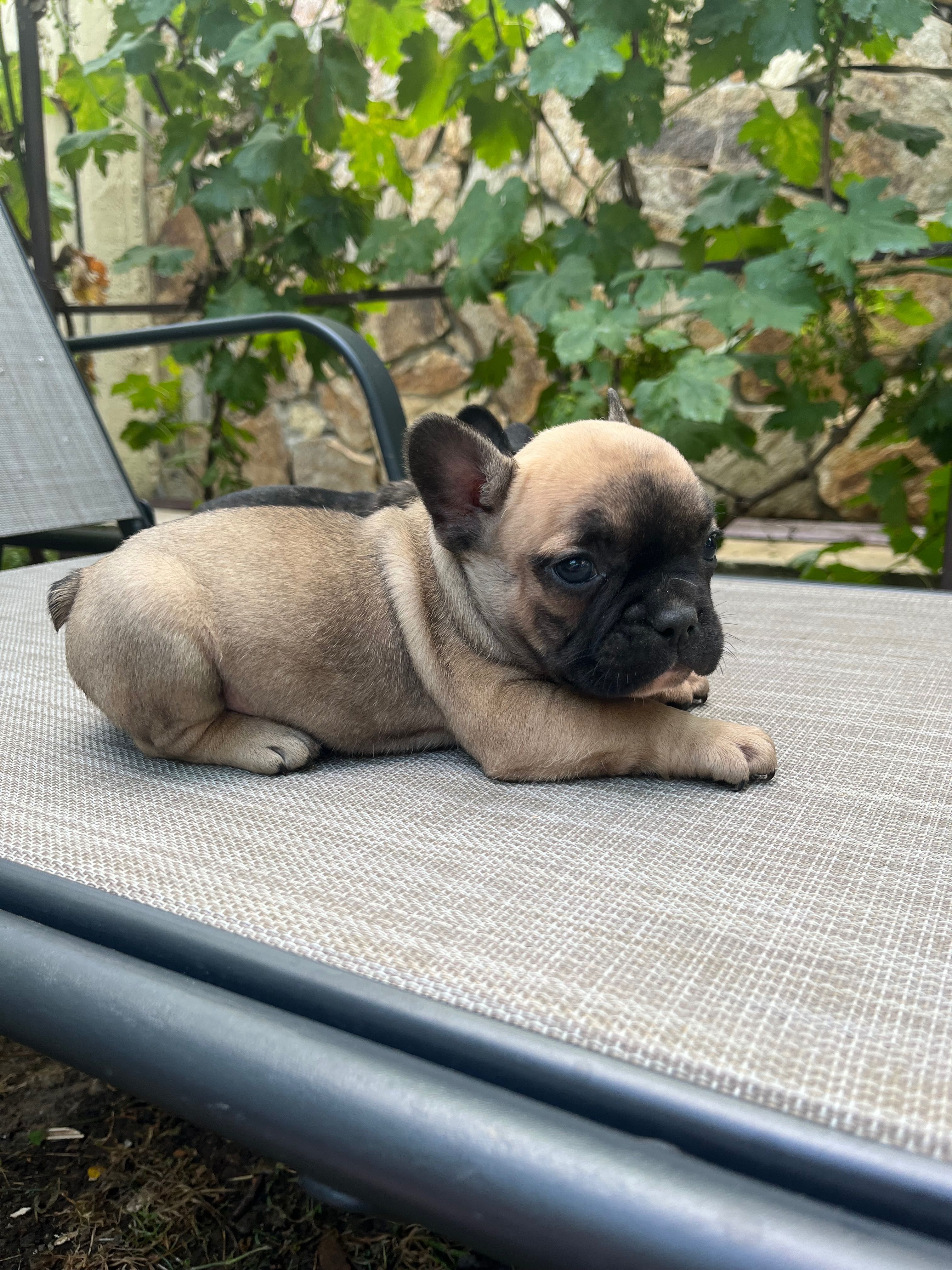 Bulldog francez de vânzare