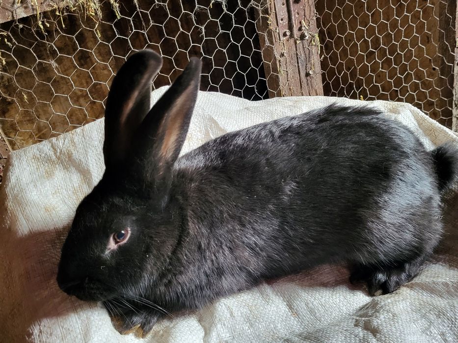 Femela Fluture German