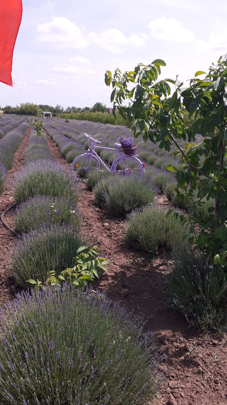 Locatie petrecere timp / evenimente / sedinte foto plantatie lavanda