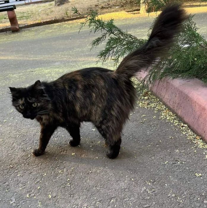 Madame Velvet, 4 года, паспорт, стерилиз., привита.