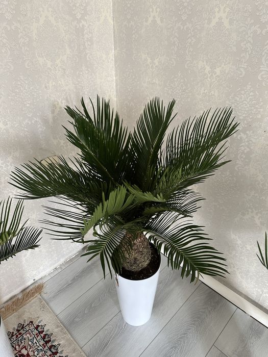 Продается живые домашние цветы пальма