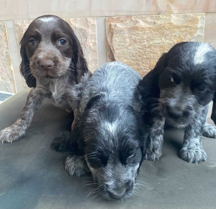 Продаются щенки породы Русский охотничий спаниэль