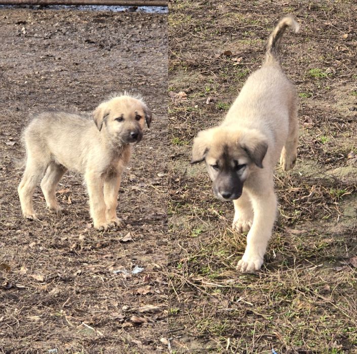 Donez căței femela/mascul