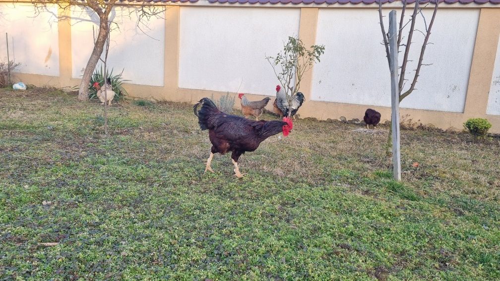 Cocos de rasă tânăr