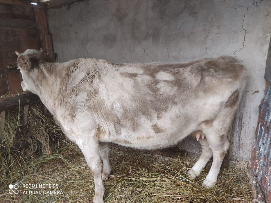 Продам срочно корову