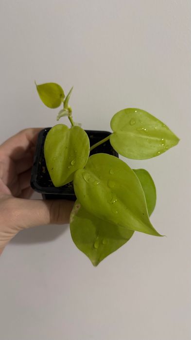 Неон голд, эпипренум