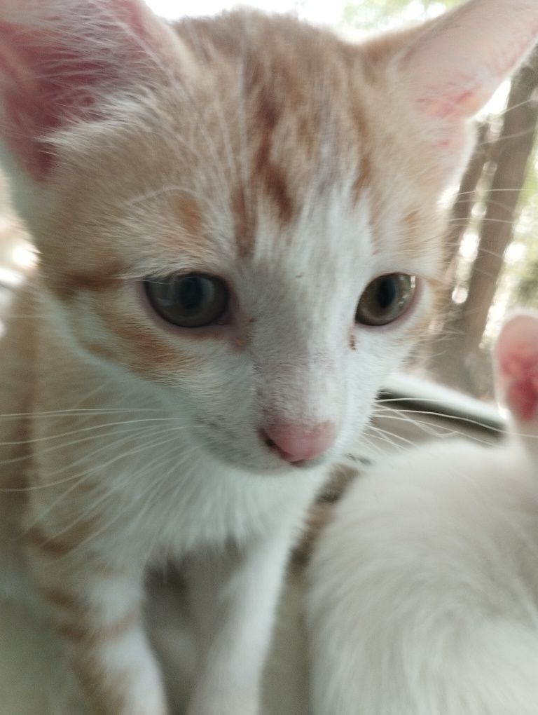 Котенок бесплатно