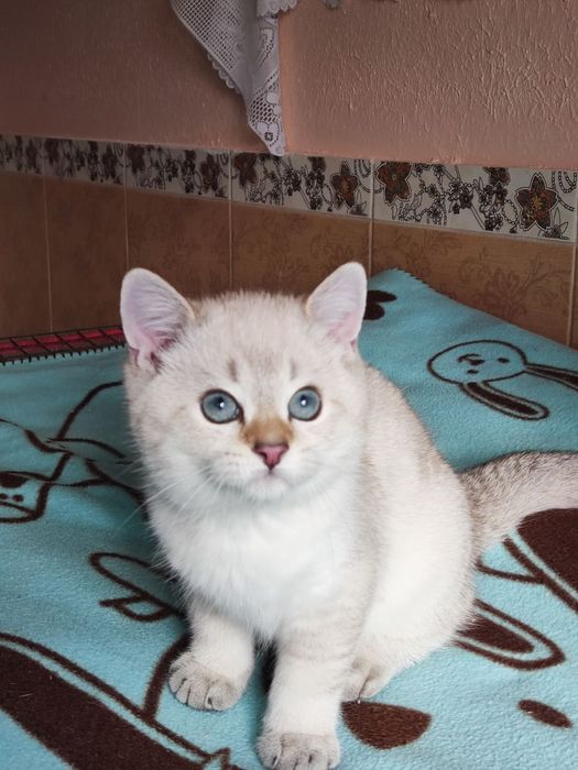 British shorthair Black golden ticked  point.