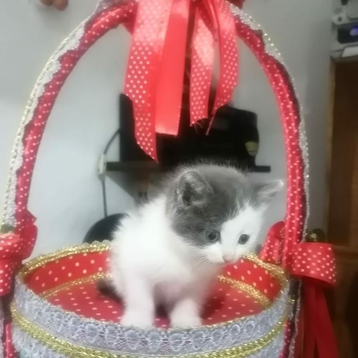 Котята девочки ищут дом