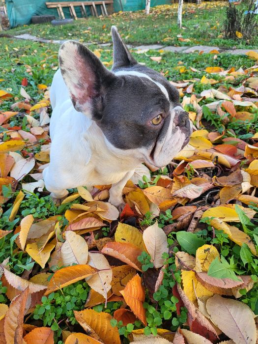 Френски булдог b/ue tan merle