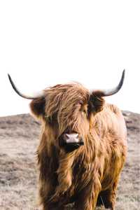 Tablou foto vaca Highland 70 cm X 50 cm