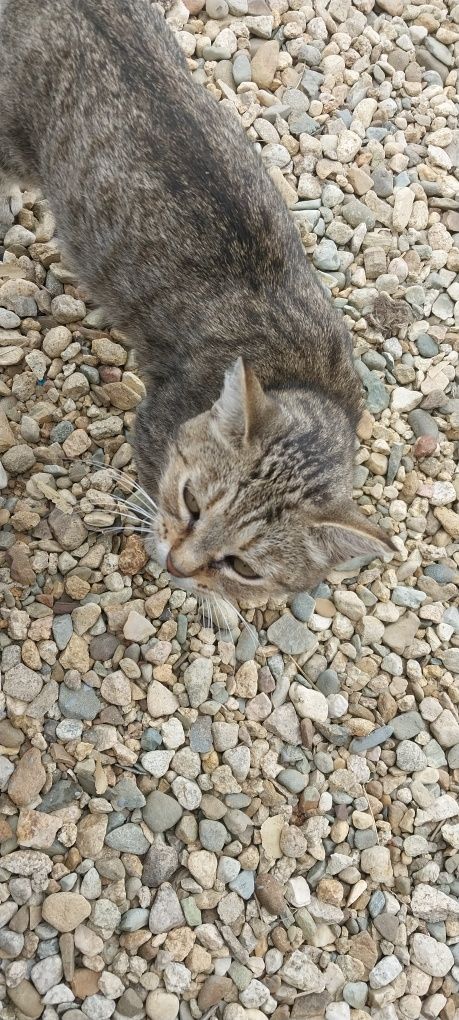 Кошечка ищит дом