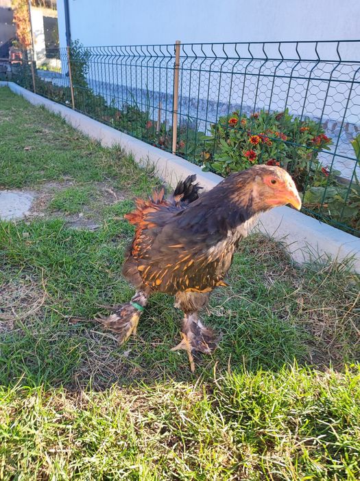 Pereche brahma gold laced- cocos + puica