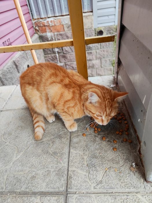 Ищу дом для котика, зовут Томас, 6 месяцев