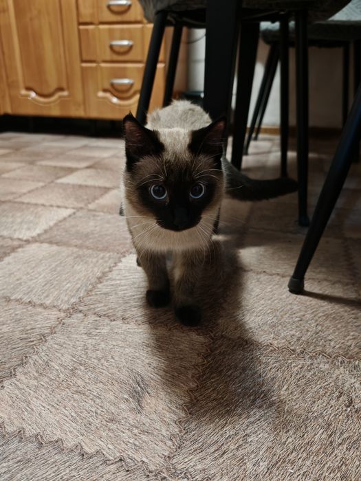 Котёнок бесплатно