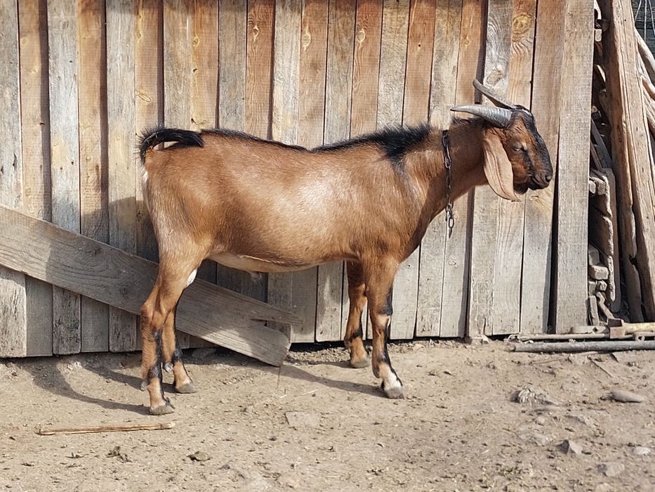 Țap și capre de vanzare