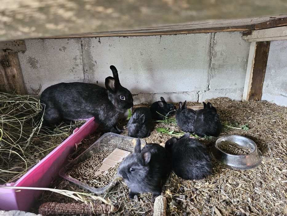 Iepurași Pitici Black Rex