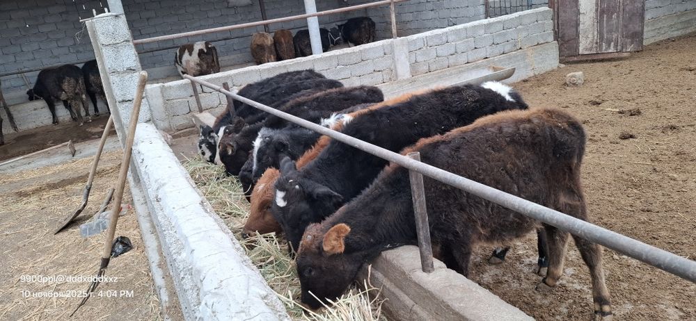 9 бас еркек Бұзау сатылады бір жерден