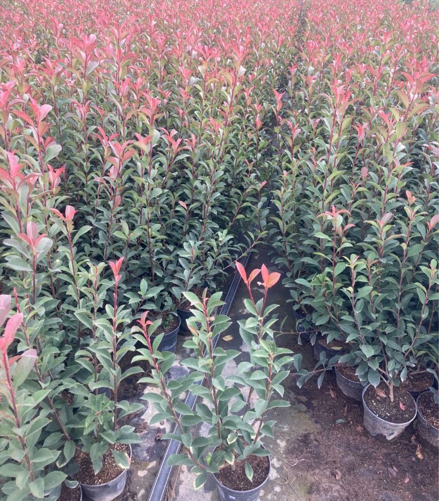 Фотиния-(Photinia Red Robin)