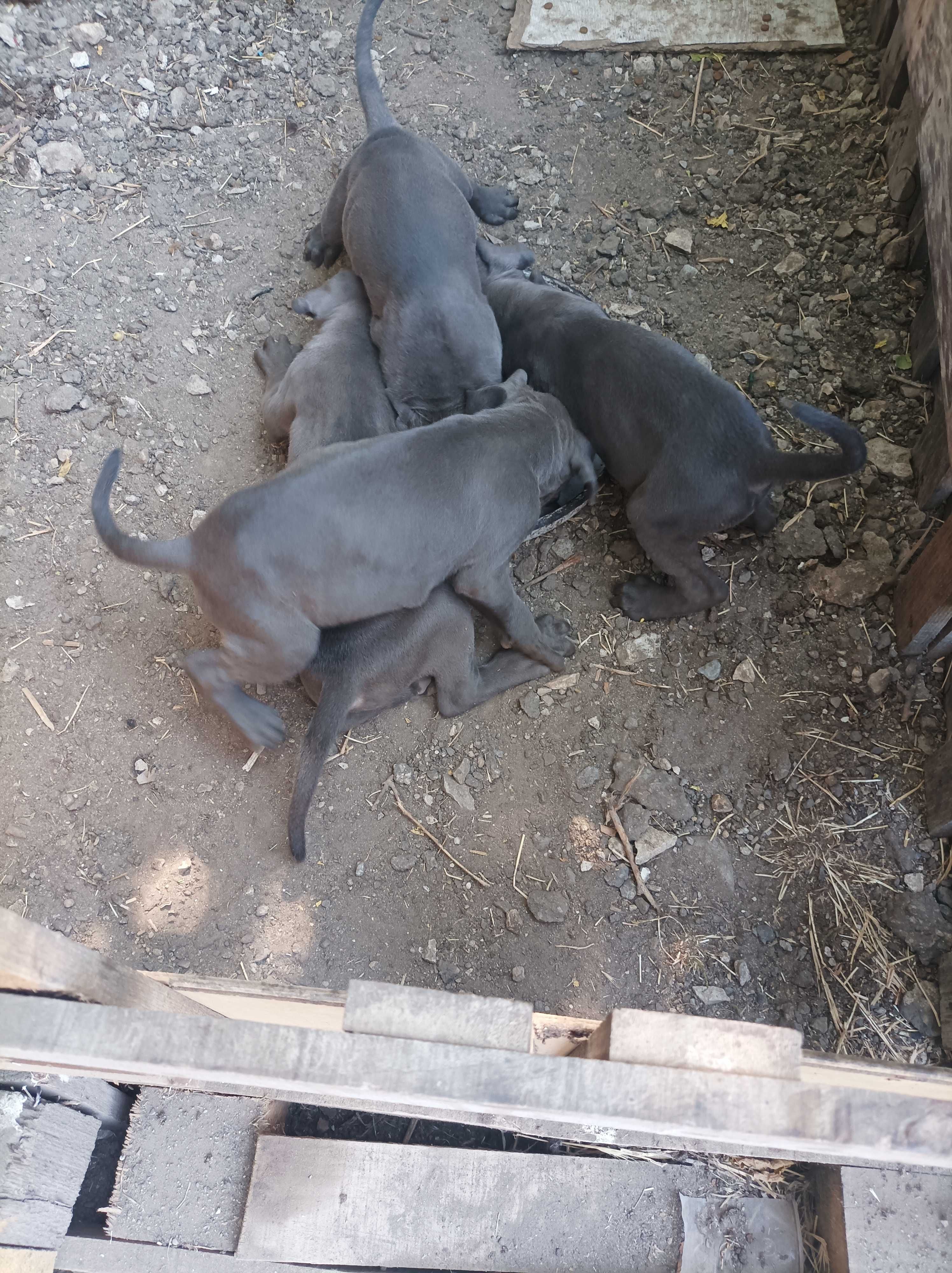 Продавам Кане Корсо