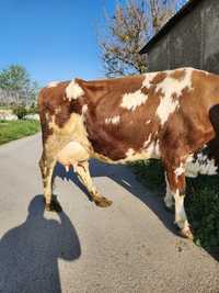 Корова с теленком молочная очень спокойная молоко даёт много 18 20 лит