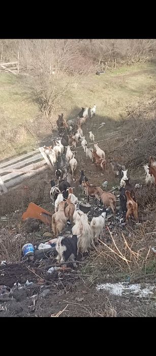 Vad capre și vaca cu vițel