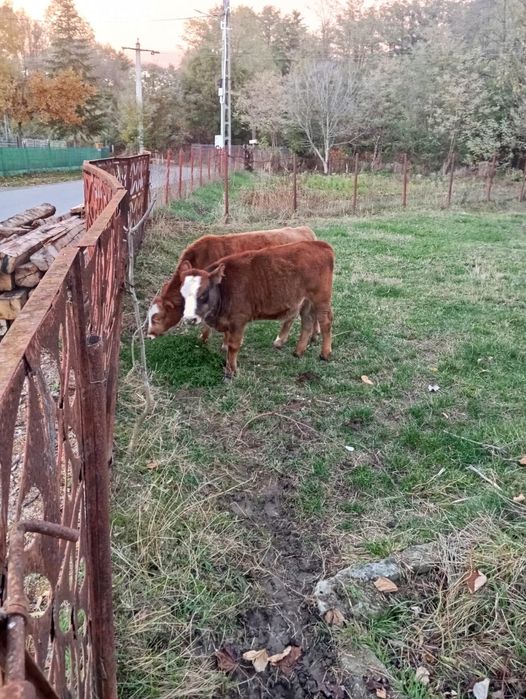 Tăuraș și Junince