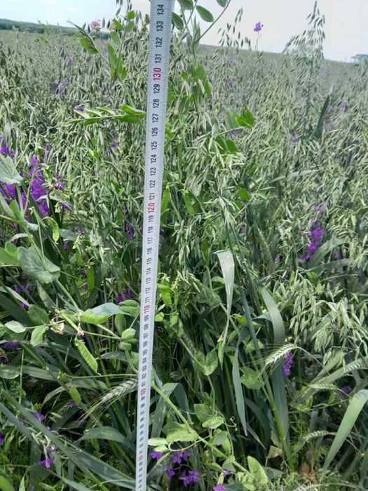 Бали сено и смеска