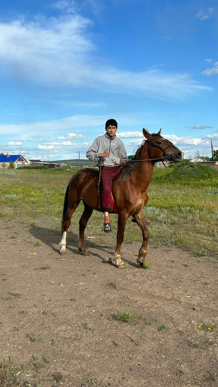 Лошадь жеребец 4 года
